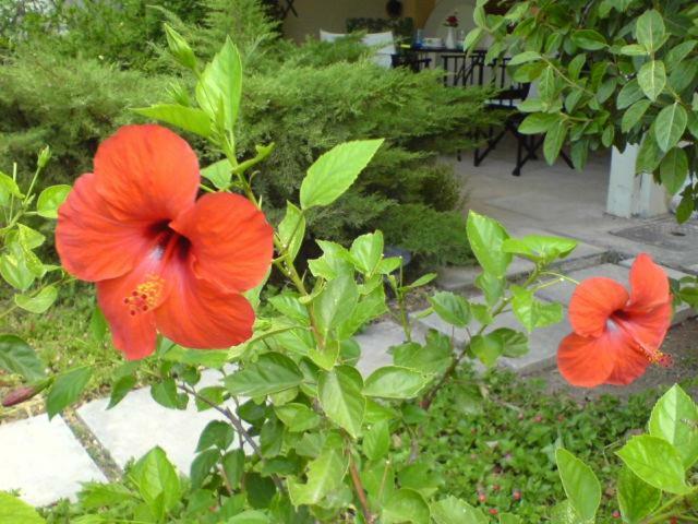 Comfortable Garden Apt Near Vouliagmeni Beach Athens Exterior photo